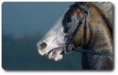 /album/fotos-de-caballos-/con-bocado-3-jpg1/